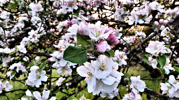 Apfelblüten - Foto: Tanja Schedler
