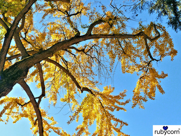 Fotografie Baum mit herbstlich eingefärbten Blättern